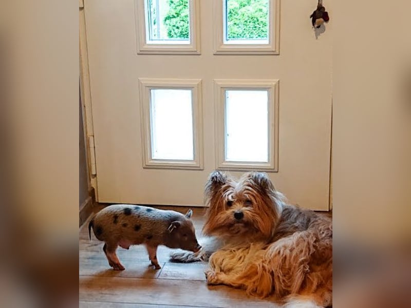Vor und mit dem Welpen, Junghund, erwachsenen Hund: Das Buch Wege zum Familienhund