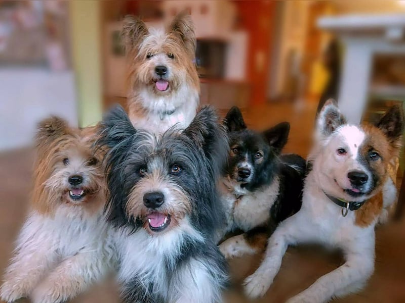 Vor und mit dem Welpen, Junghund, erwachsenen Hund: Das Buch Wege zum Familienhund