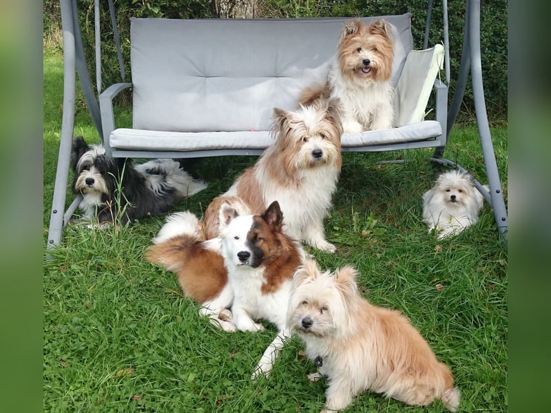 Vor und mit dem Welpen, Junghund, erwachsenen Hund: Das Buch Wege zum Familienhund