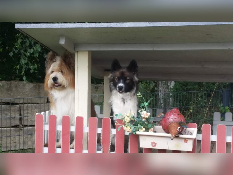 Vor und mit dem Welpen, Junghund, erwachsenen Hund: Das Buch Wege zum Familienhund
