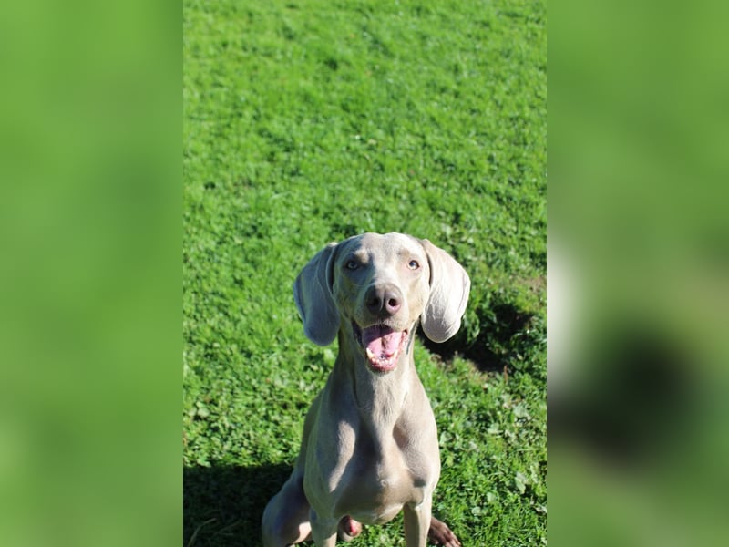 charmanter Cooper