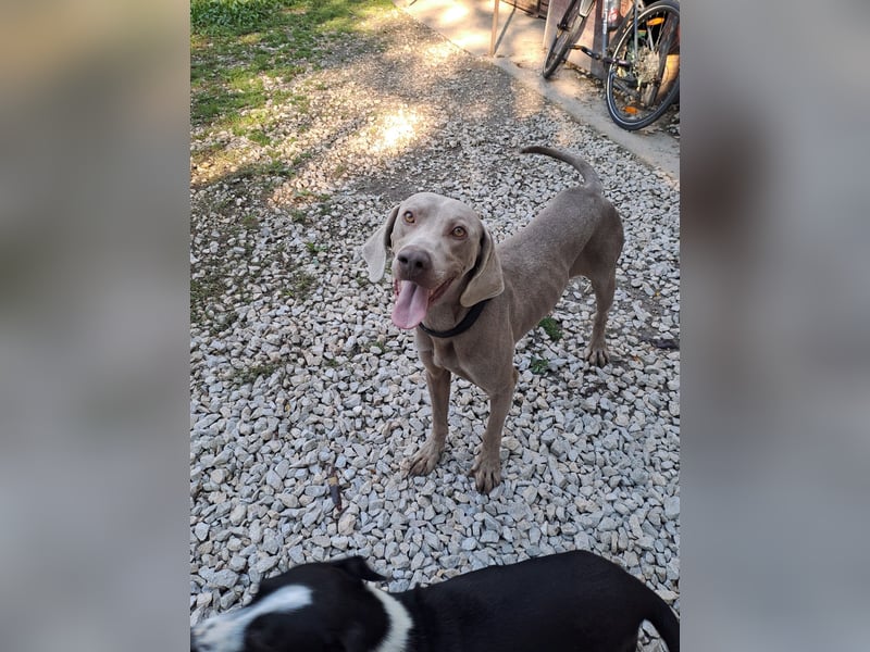 HUGO ca. 3 J. Weimaranerrüde sucht, menschenbezogen, aktiv