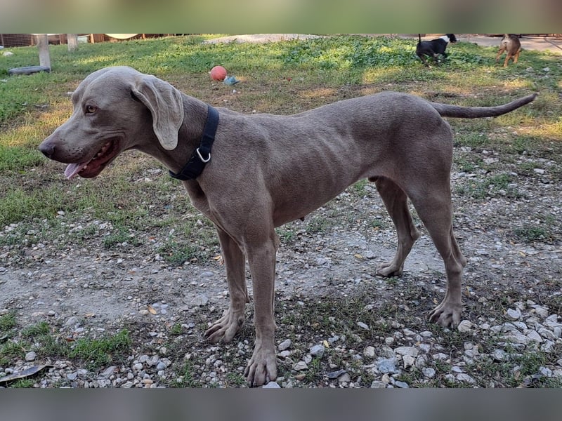 HUGO ca. 3 J. Weimaranerrüde sucht, menschenbezogen, aktiv