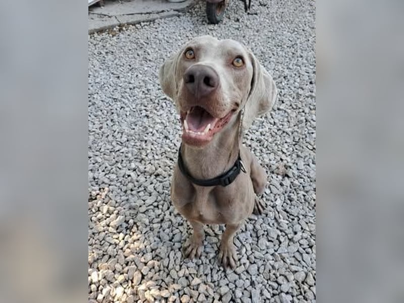 HUGO ca. 3 J. Weimaranerrüde sucht, menschenbezogen, aktiv