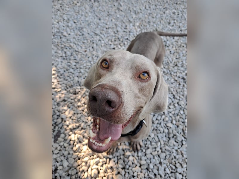 HUGO ca. 3 J. Weimaranerrüde sucht, menschenbezogen, aktiv