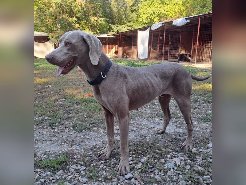 HUGO ca. 3 J. Weimaranerrüde sucht, menschenbezogen, aktiv