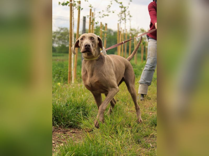 Füge VA – charakterstarker Weimaraner sucht erfahrene Einzelperson mit Führungsqualität