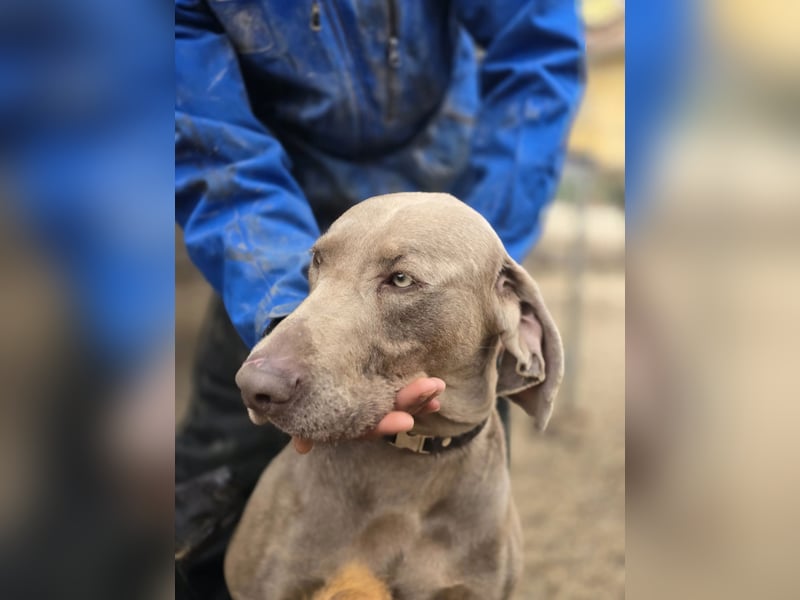 Füge VA – charakterstarker Weimaraner sucht erfahrene Einzelperson mit Führungsqualität