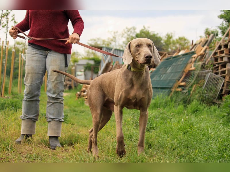 Füge VA – charakterstarker Weimaraner sucht erfahrene Einzelperson mit Führungsqualität
