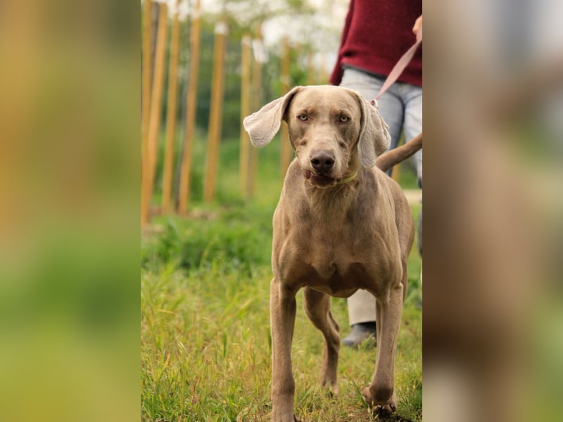 Füge VA – charakterstarker Weimaraner sucht erfahrene Einzelperson mit Führungsqualität