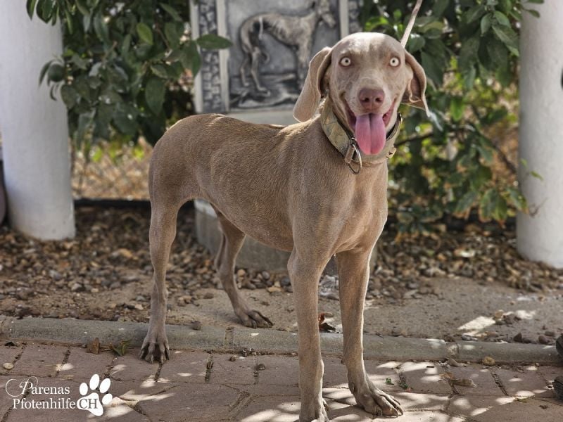 Homer, jung, charmant, verschmust, intelligent- einfach ein Traum