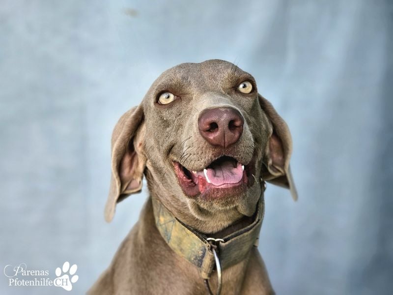 Homer, jung, charmant, verschmust, intelligent- einfach ein Traum