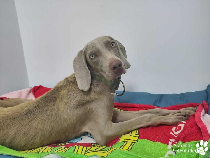 Homer, jung, charmant, verschmust, intelligent- einfach ein Traum