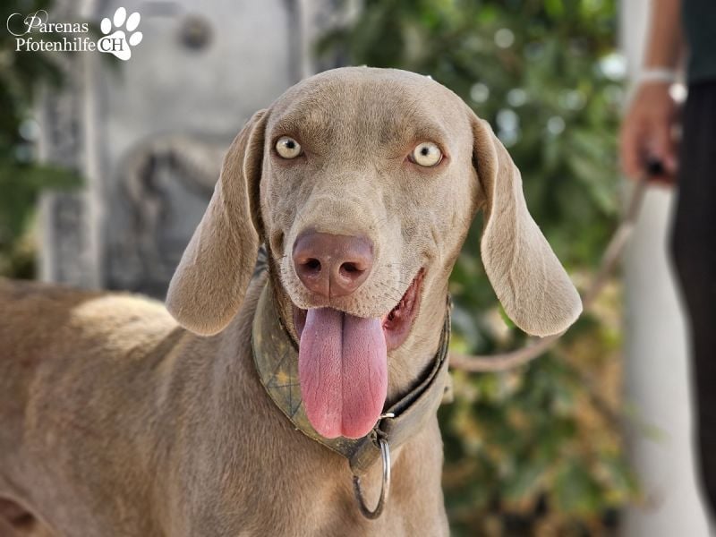 Homer, jung, charmant, verschmust, intelligent- einfach ein Traum