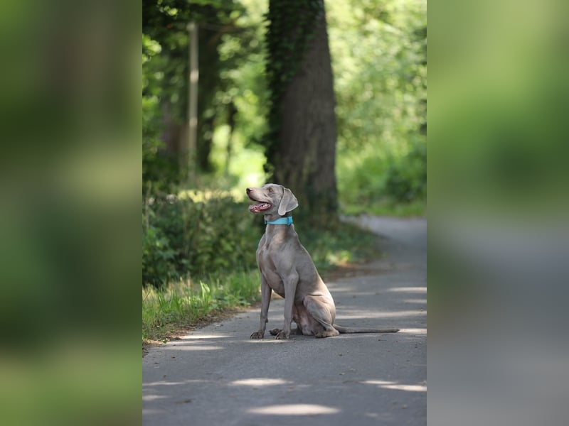 Deckrüde mit frischem Blut und vielen Untersuchungen