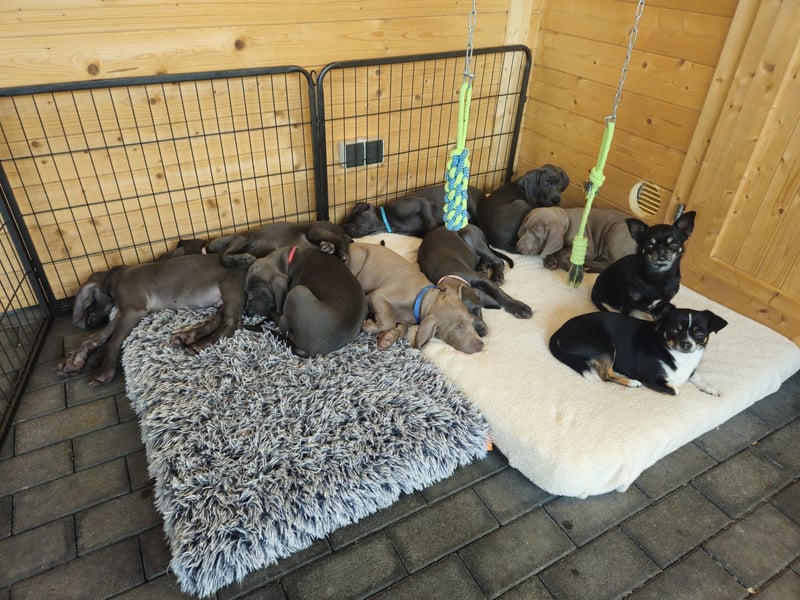 Weimaraner Premiumzucht - Vom Gräfensteiner Adel  - Wurfankündigung August 2025