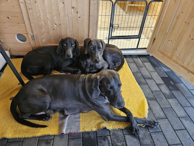 Weimaraner Premiumzucht - Vom Gräfensteiner Adel  - Wurfankündigung August 2025