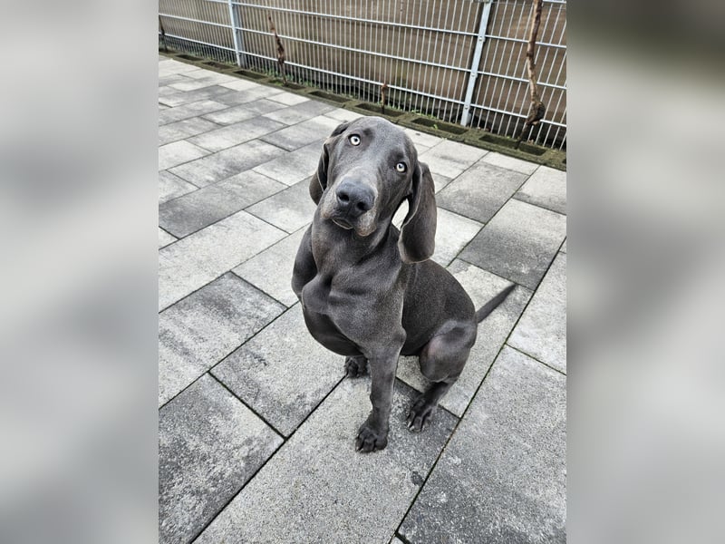 Weimaraner Premiumzucht - Vom Gräfensteiner Adel  - Wurfankündigung August 2025