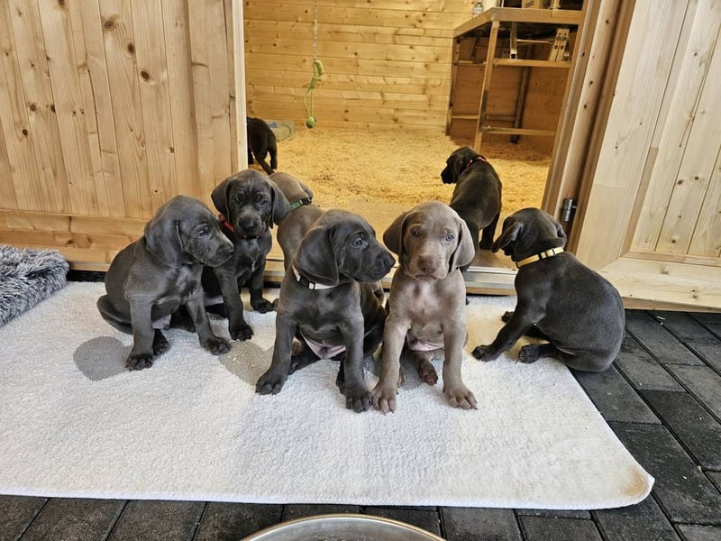 Weimaraner Premiumzucht - Vom Gräfensteiner Adel  - Wurfankündigung August 2025