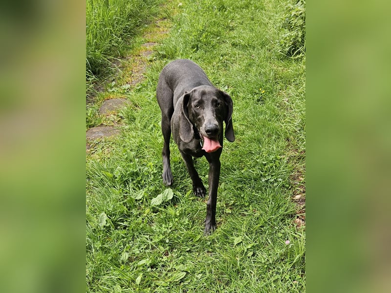 Weimaraner Premiumzucht - Vom Gräfensteiner Adel  - Wurfankündigung August 2025