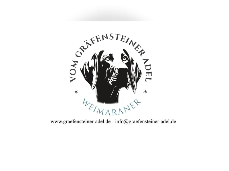 Weimaraner Premiumzucht - Vom Gräfensteiner Adel  - Wurfankündigung August 2025