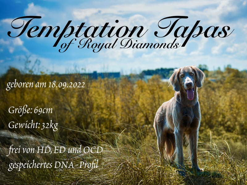 Weimaraner Deckrüde - Langhaar