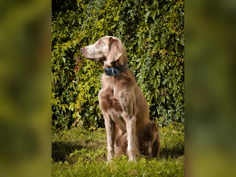 Weimaraner Deckrüde - Langhaar