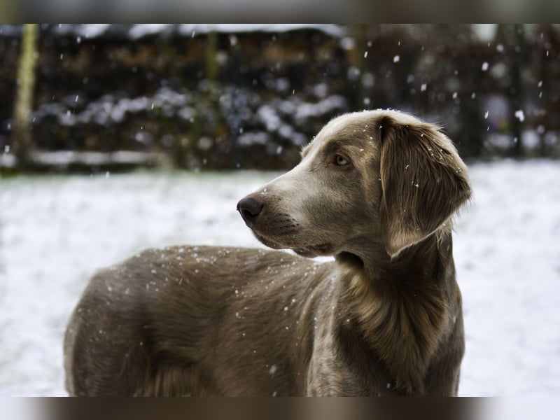 Weimaraner Deckrüde - Langhaar