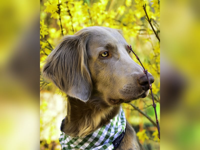 Weimaraner Deckrüde - Langhaar