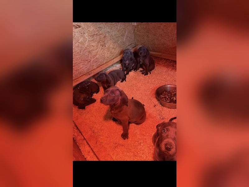 Weimaraner Deckrüde Blau, Ausgezeichnet mit V1, Zuchtzulassung,