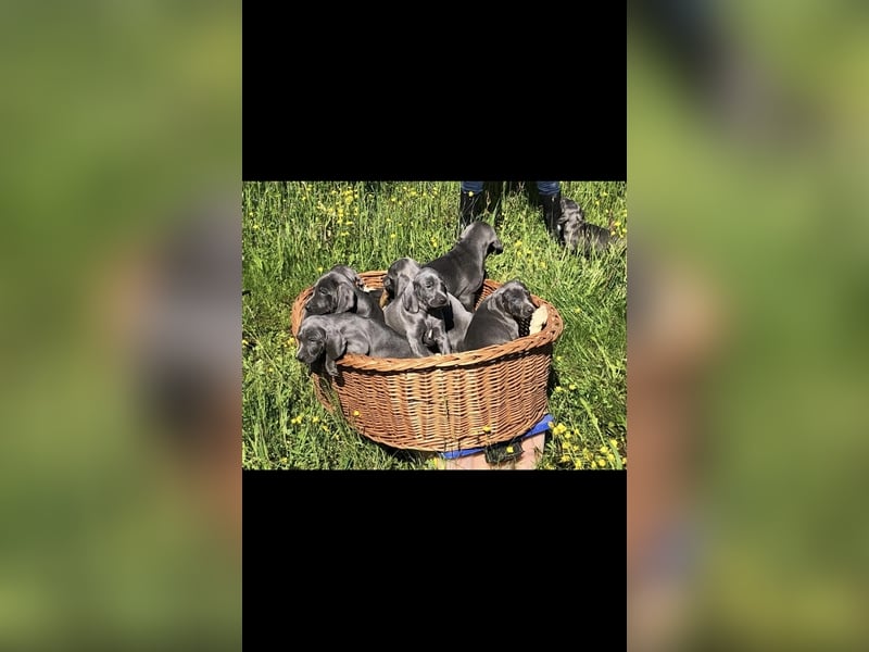 Weimaraner Deckrüde Blau, Ausgezeichnet mit V1, Zuchtzulassung,