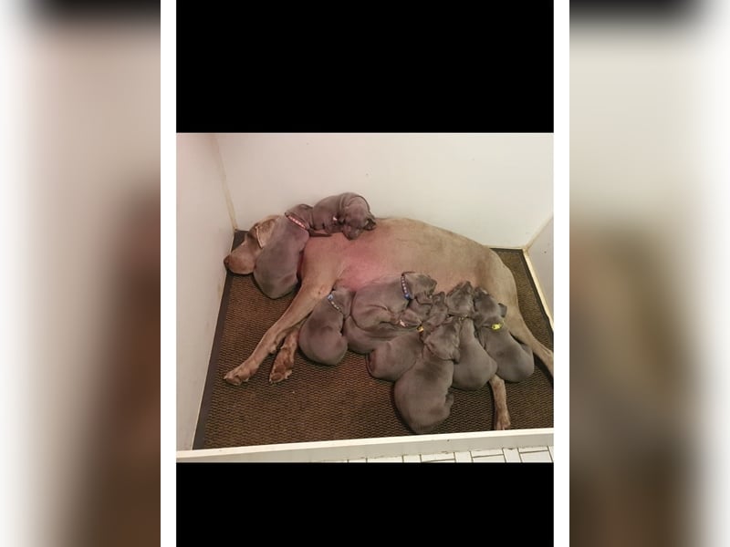Weimaraner Deckrüde Blau, Ausgezeichnet mit V1, Zuchtzulassung,