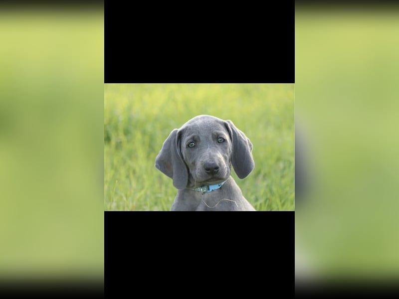 Weimaraner Deckrüde Blau, Ausgezeichnet mit V1, Zuchtzulassung,