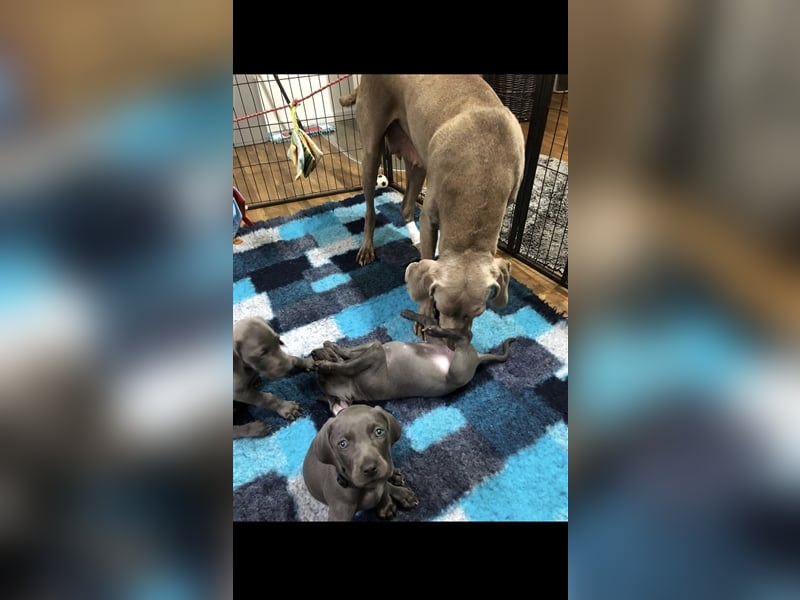 Weimaraner Deckrüde Blau, Ausgezeichnet mit V1, Zuchtzulassung,