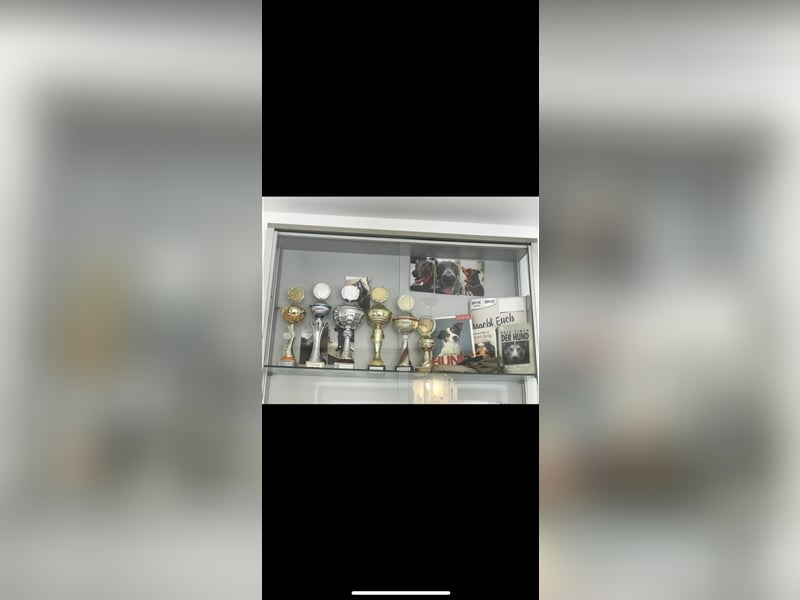 Weimaraner Deckrüde Blau, Ausgezeichnet mit V1, Zuchtzulassung,