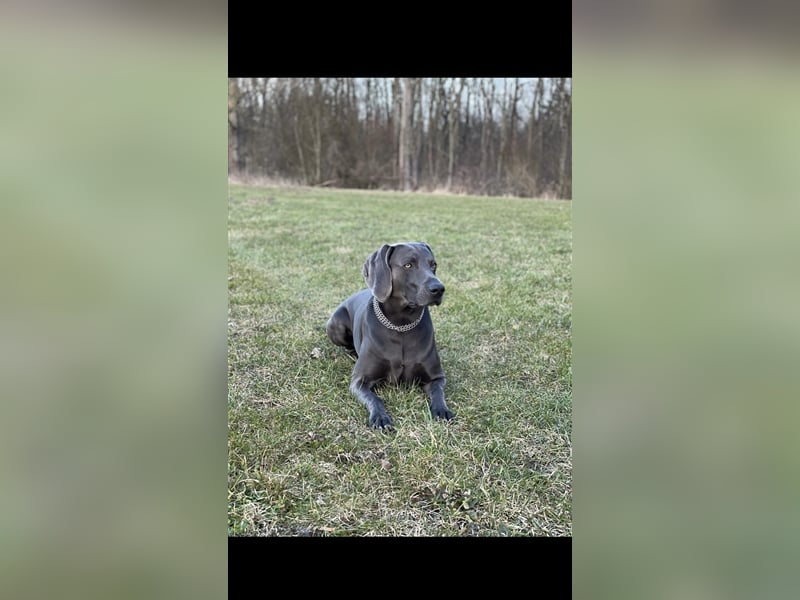 Weimaraner Deckrüde Blau, Ausgezeichnet mit V1, Zuchtzulassung,