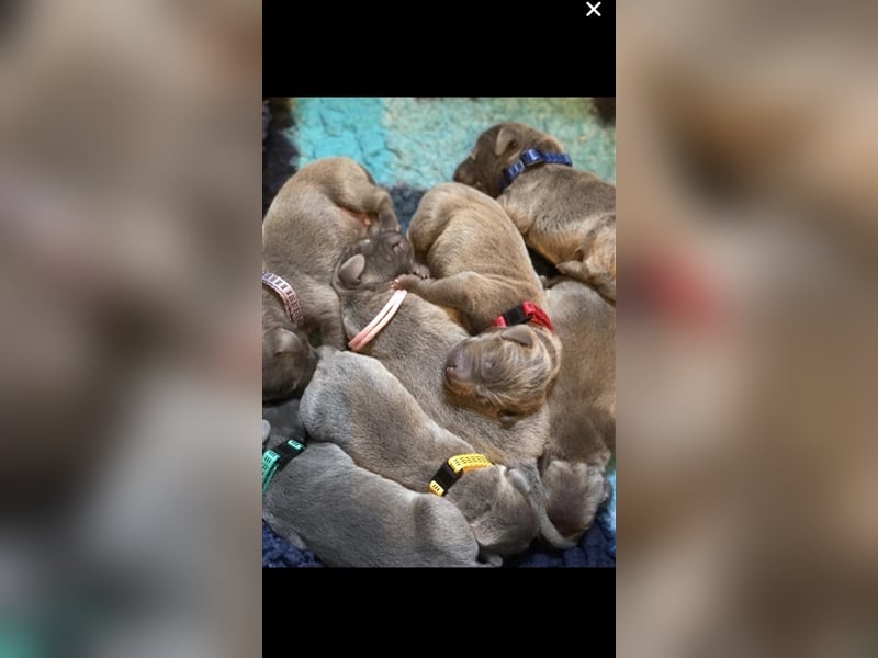 Weimaraner Deckrüde Blau, Ausgezeichnet mit V1, Zuchtzulassung,