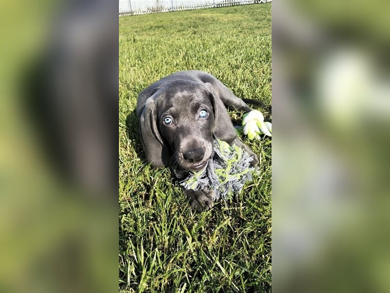 Weimaraner Deckrüde Blau, Ausgezeichnet mit V1, Zuchtzulassung,
