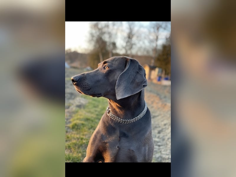 Weimaraner Deckrüde Blau, Ausgezeichnet mit V1, Zuchtzulassung,