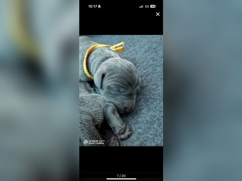 Weimaraner Deckrüde Blau, Ausgezeichnet mit V1, Zuchtzulassung,