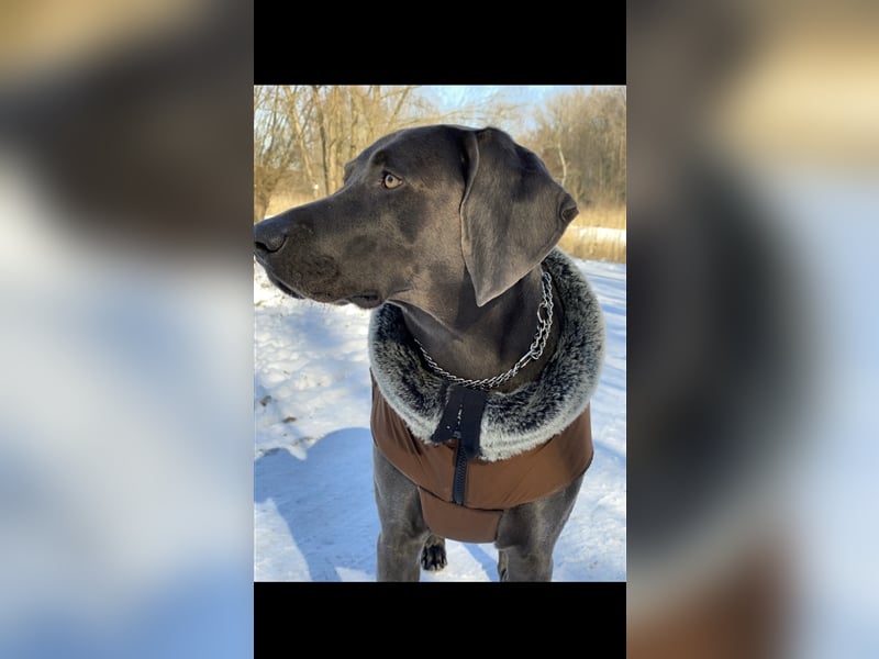 Weimaraner Deckrüde Blau, Ausgezeichnet mit V1, Zuchtzulassung,