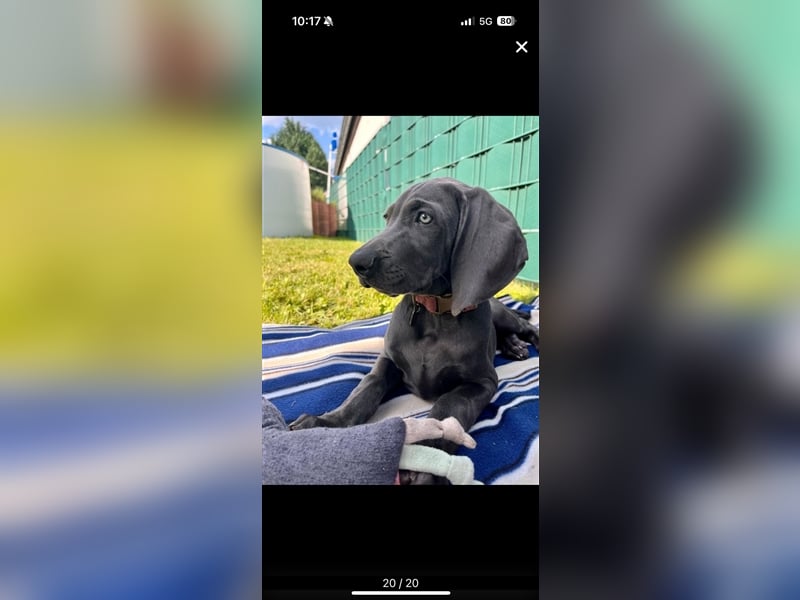 Weimaraner Deckrüde Blau, Ausgezeichnet mit V1, Zuchtzulassung,
