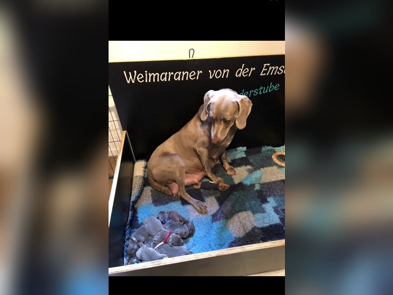 Weimaraner Deckrüde Blau, Ausgezeichnet mit V1, Zuchtzulassung,