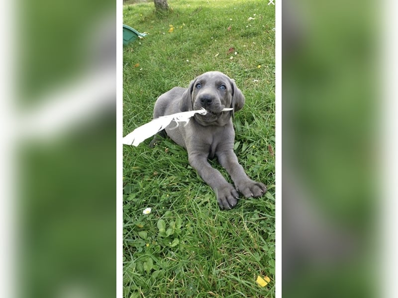 Weimaraner Deckrüde Blau, Ausgezeichnet mit V1, Zuchtzulassung,