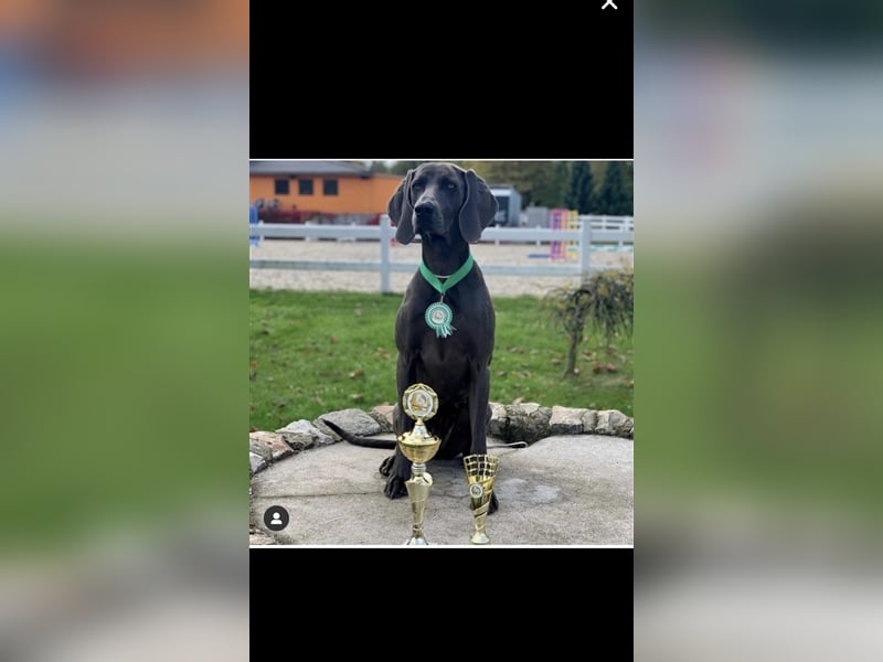 Weimaraner Deckrüde Blau, Ausgezeichnet mit V1, Zuchtzulassung,