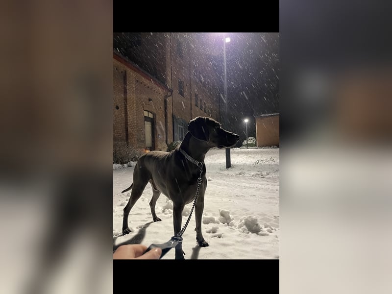 Weimaraner Deckrüde Blau, Ausgezeichnet mit V1, Zuchtzulassung,