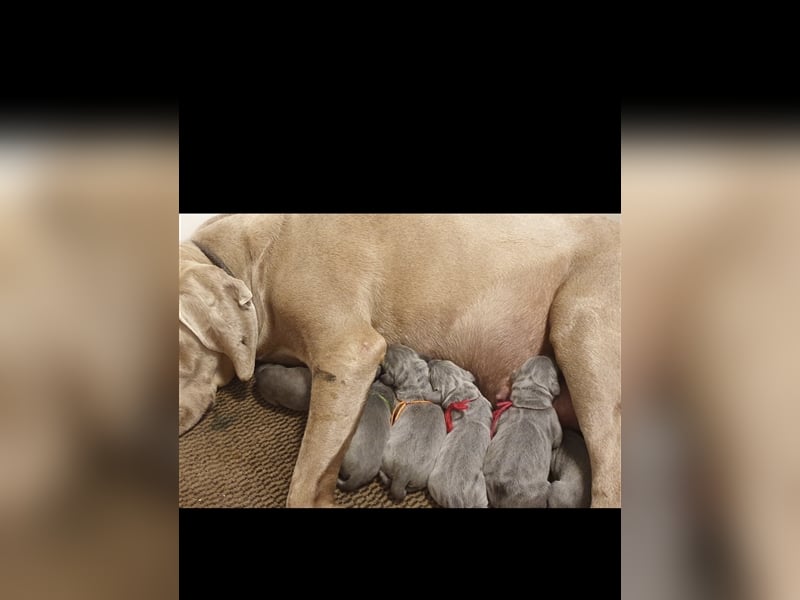 Weimaraner Deckrüde Blau, Ausgezeichnet mit V1, Zuchtzulassung,