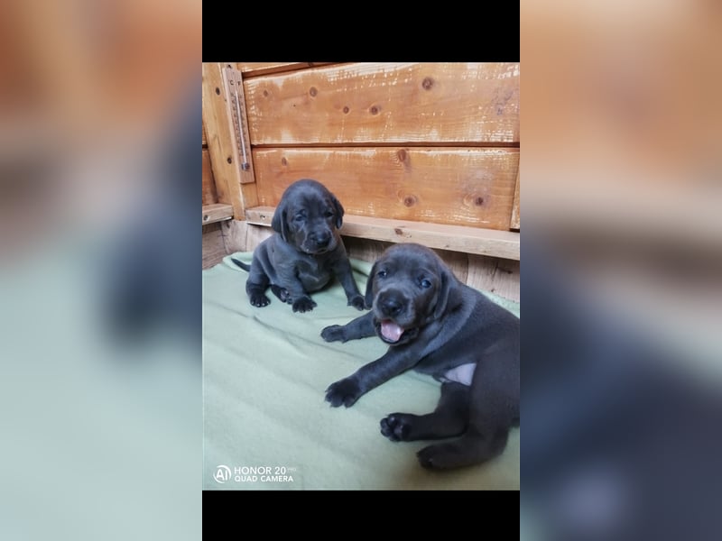 Weimaraner Deckrüde Blau, Ausgezeichnet mit V1, Zuchtzulassung,
