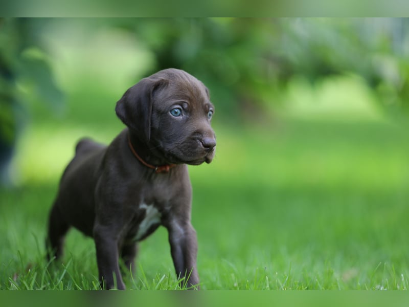 Vielseitige, wunderschöne (Deutsch Kurzhaar/ Weimaraner Welpe Hybrid)