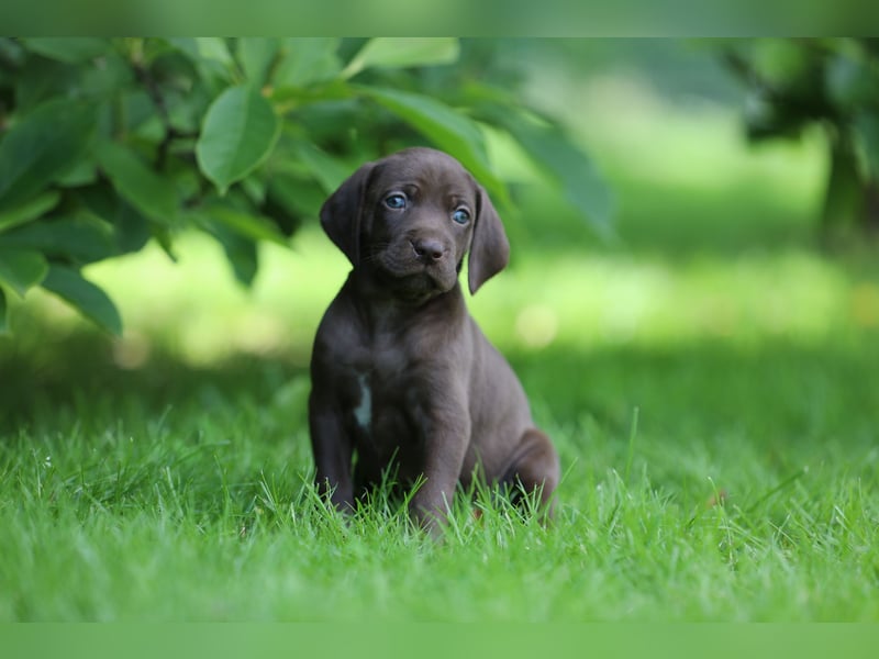 Vielseitige, wunderschöne (Deutsch Kurzhaar/ Weimaraner Welpe Hybrid)